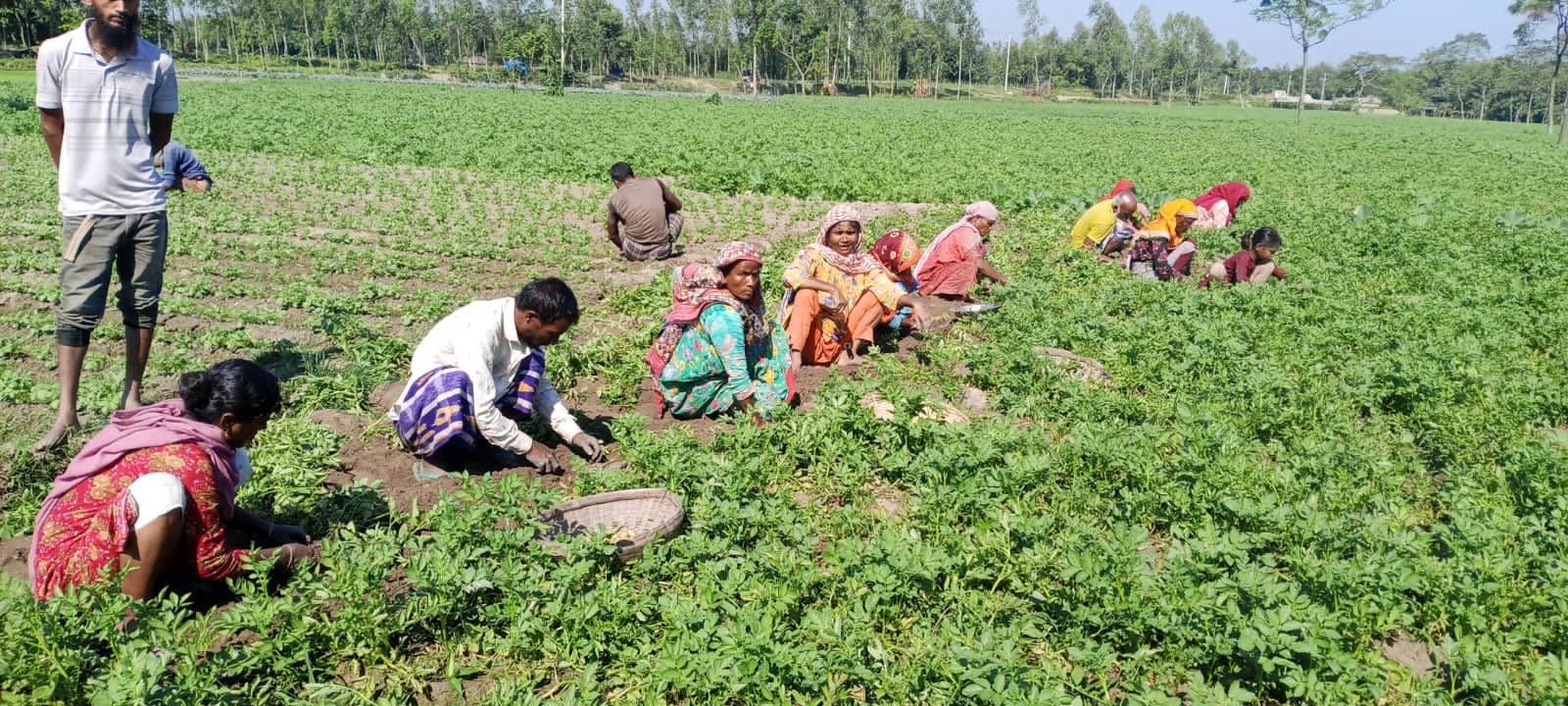 কিশোরগঞ্জে আগাম আলু উত্তোলন,হাসি নেই চাষিদের মুখে
