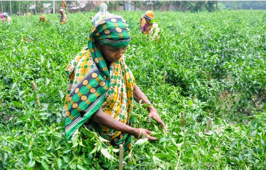 তিস্তার বালুচরে এখন সবুজের সমারোহ, নতুন স্বপ্ন বুনছেন কৃষকরা