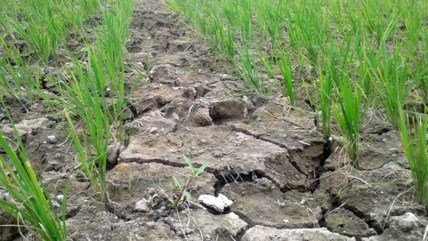 উত্তরের আট জেলায় কম বৃষ্টিপাত, প্রভাব পড়ছে কৃষি-জনজীবনে