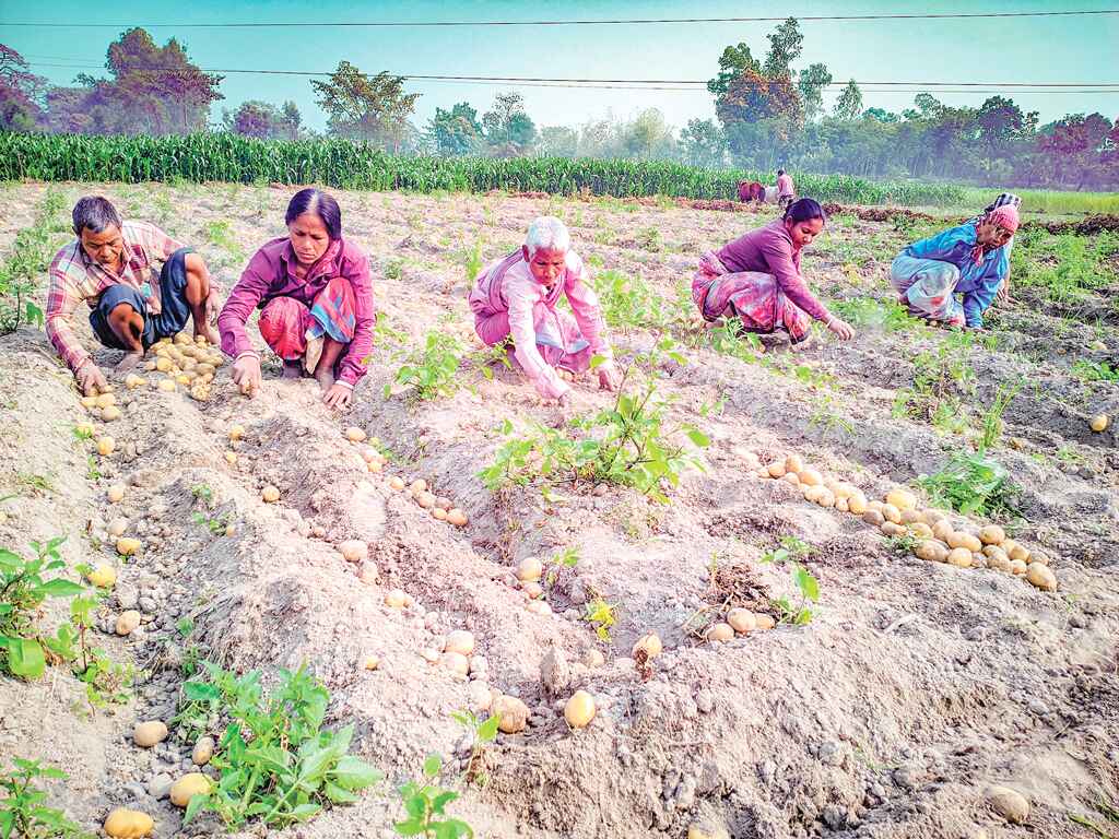 আলুর কেজি ৩ টাকা, দিশেহারা কৃষক