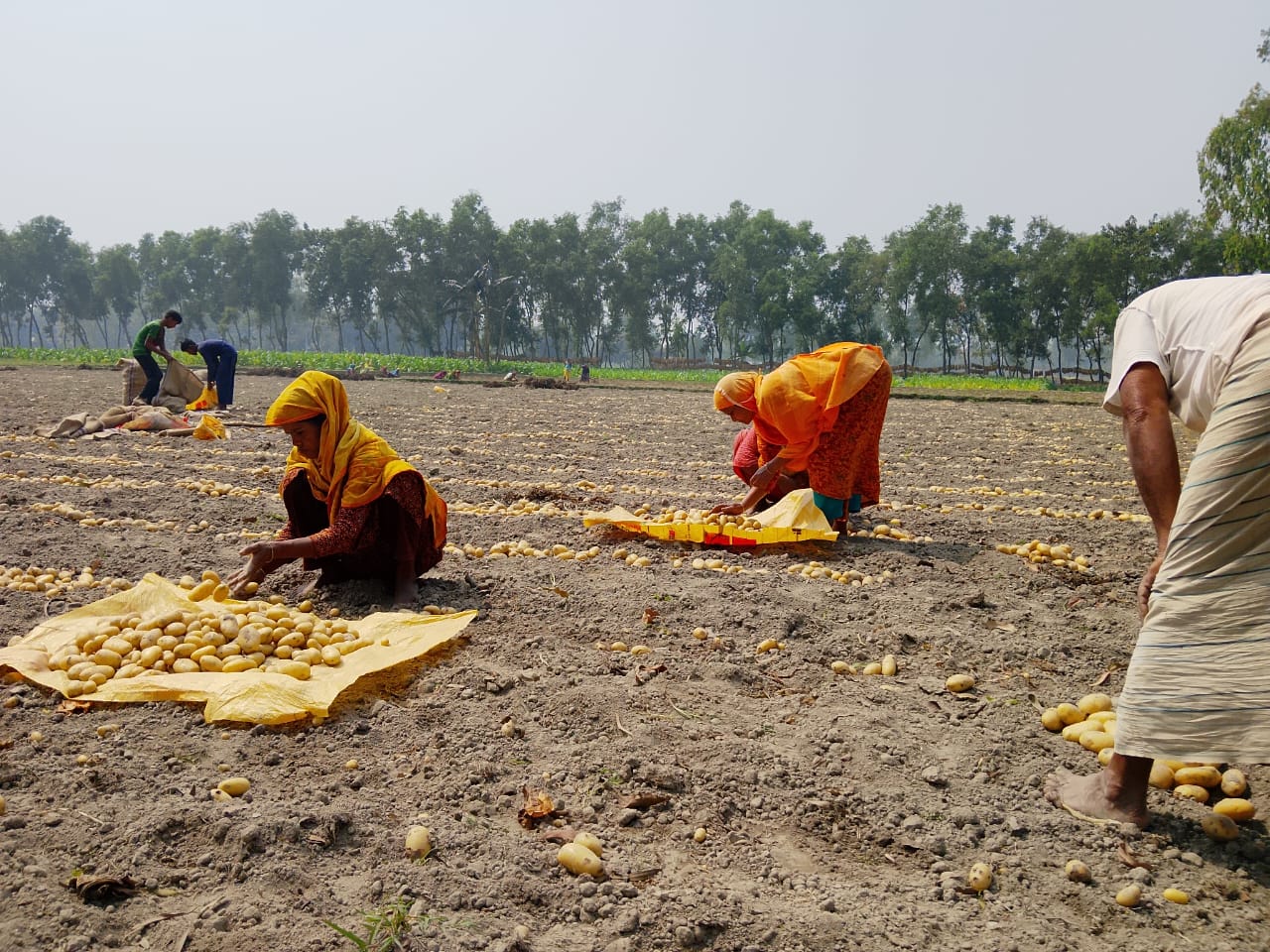 আলুর দাম কম থাকায় তারাগঞ্জের আলুচাষীদের মাথায় হাত