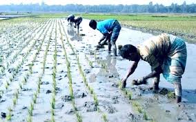 রংপুর অঞ্চলে ৫ লাখ ৯ হাজার ৯৪ হেক্টর জমিতে বোরো চাষের লক্ষ্যমাত্রা