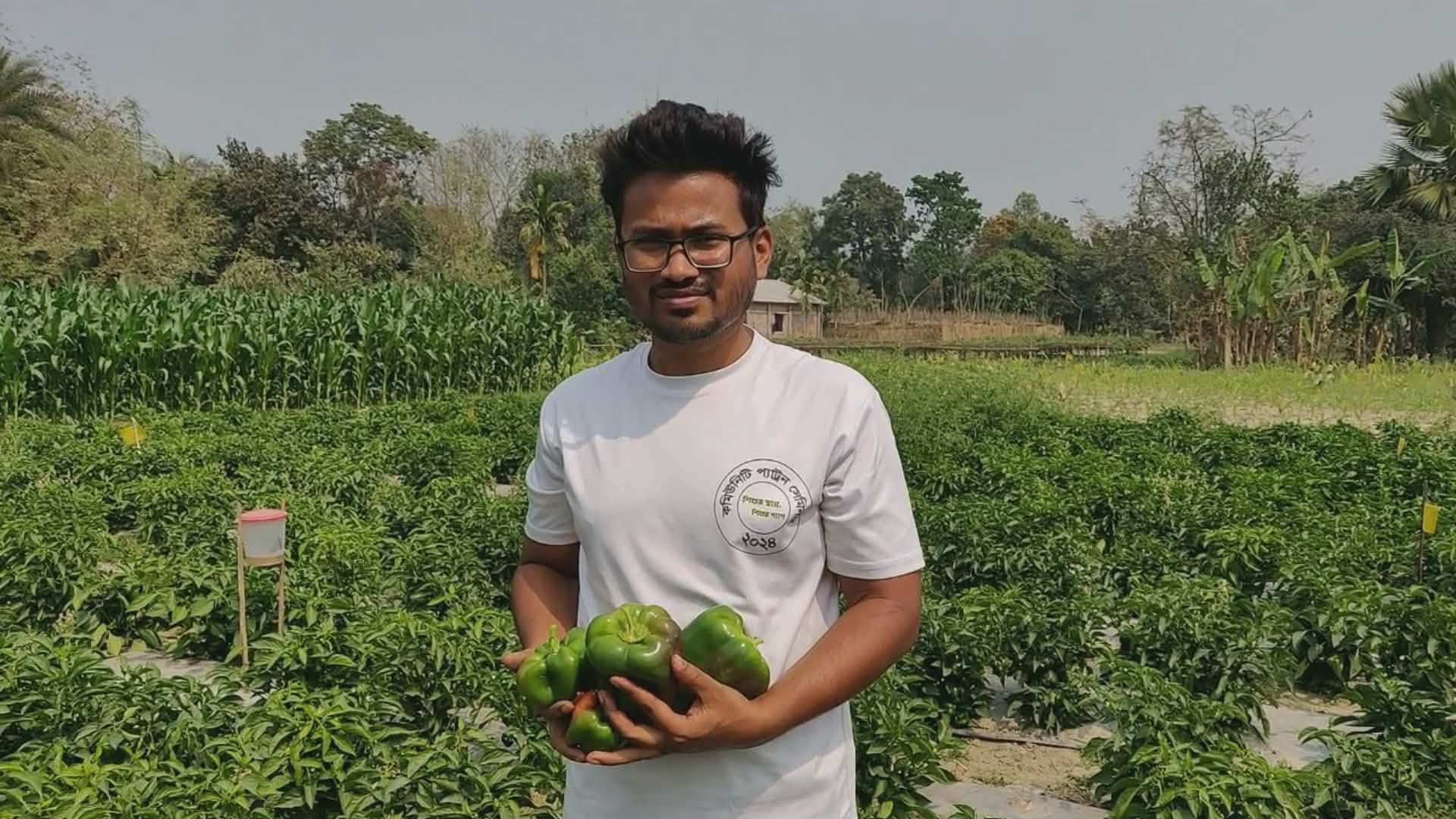 হাকিমপুরে ক্যাপসিকাম চাষে ভালো ফলন, দাম নিয়ে হতাশ কৃষক