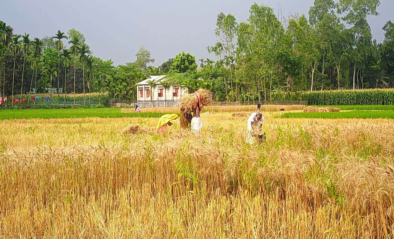 কাউনিয়ায় গমের বাম্পার ফলন, কৃষকের মুখে হাসি