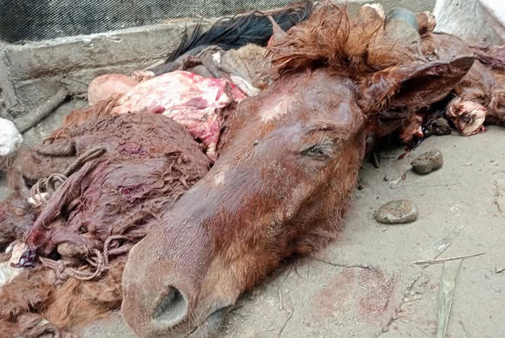 নবাবগঞ্জের ৬টি ঘোড়া জবাই করে মাংস বিক্রির চেষ্টা, ৩ জনকে আটক করে এক বছর করে কারাদণ্ড