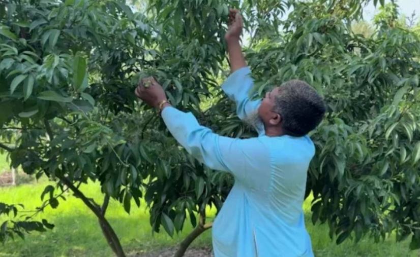 প্রতিকূল আবহাওয়ায় লিচু চাষির সেই আশায় গুঁড়েবালি