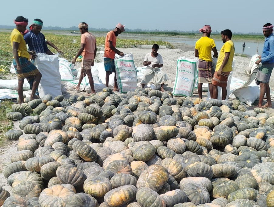 কাউনিয়ায় তিস্তার চরে মিষ্টি কুমড়ার ভালো ফলনে চাষীরা খুশি