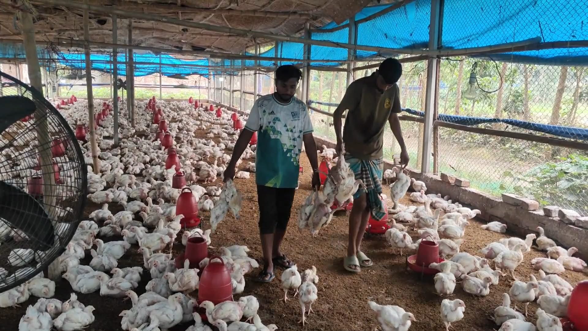 ঠাকুরগাঁওয়ে পোল্ট্রি ফার্মে বিষ প্রয়োগ, তিন হাজার মুরগীর মৃত্যু