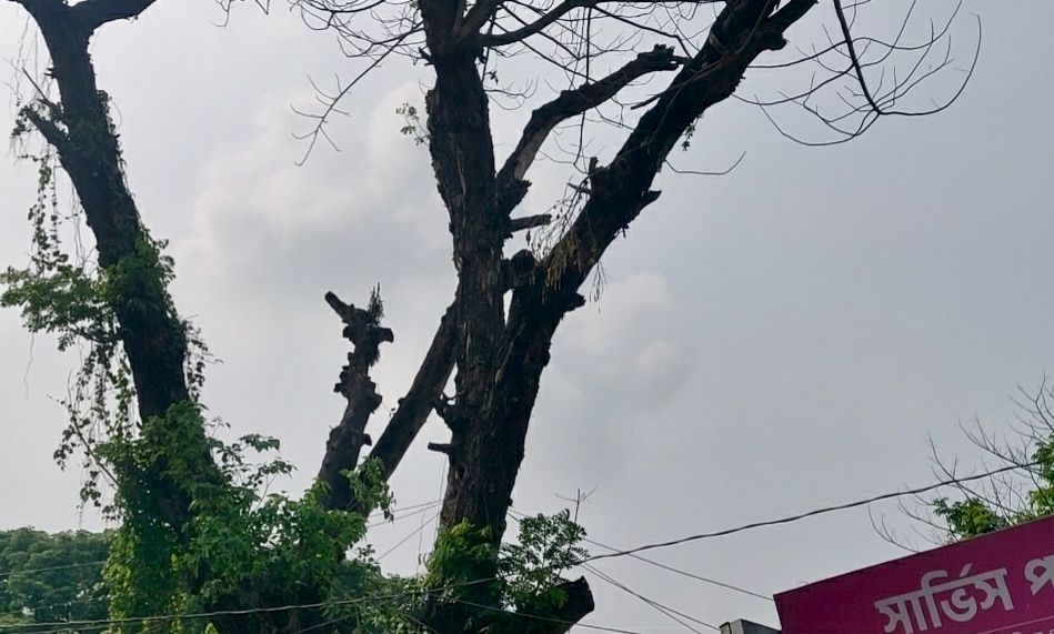 বাংলাহিলি বাজারে পুরনো রেইনট্রি গাছের শুকনো ডাল এখন মৃত্যুর ফাঁদ