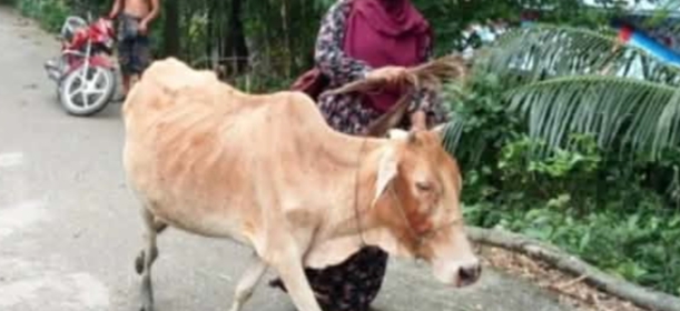 লালমনিরহাটে কিস্তি না দিতে পারায়,গরু নিয়ে গেল এনজিও কর্মী।