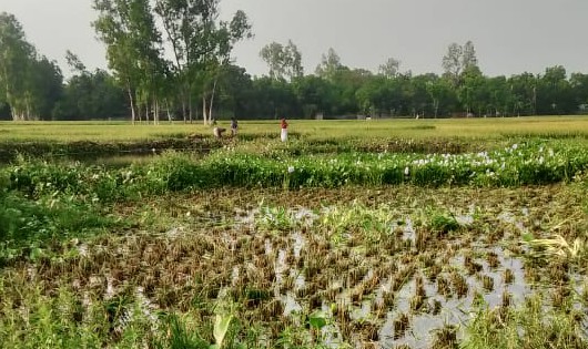 "জমি নিয়ে বিরোধ : মিলছেনা বিচার"