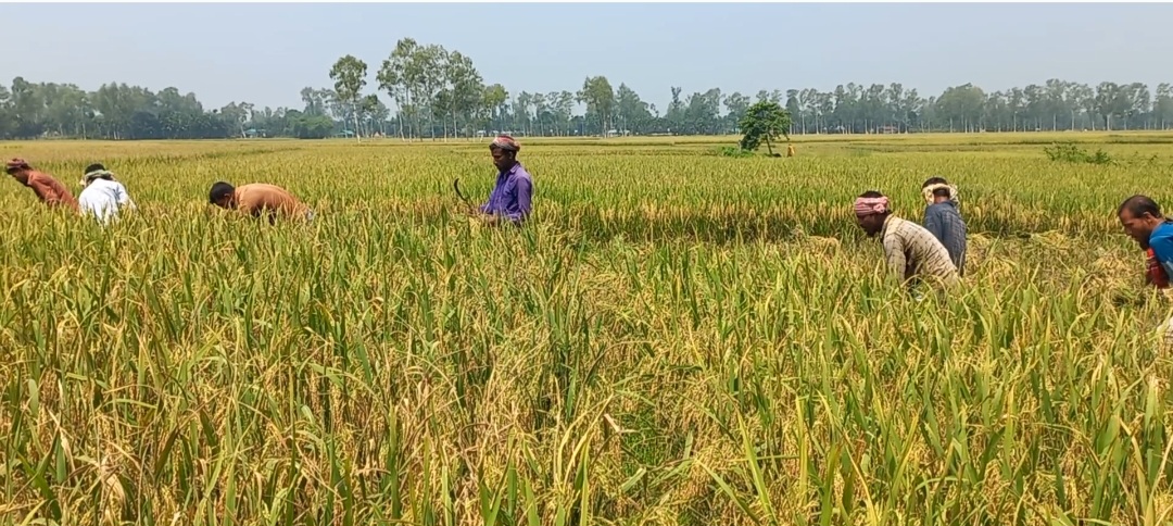 ভুরুঙ্গামারীতে পাকা ধান কাটার শ্রমিক সংকট, হতাশা ও দুশ্চিন্তায় কৃষক