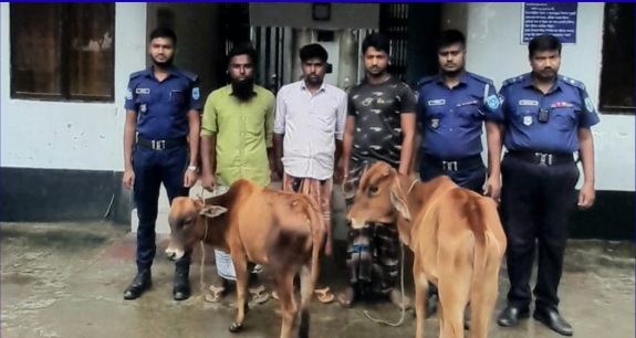 ভূরুঙ্গামারীতে পুলিশি অভিযানে ভারতীয় গরু ও সচল সিমসহ তিনজন গ্রেপ্তার