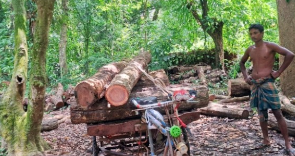 বৃক্ষমেলার নামে শালগাছ কাটা, নবাবগঞ্জে বন বিভাগের বিরুদ্ধে অনিয়মের অভিযোগ