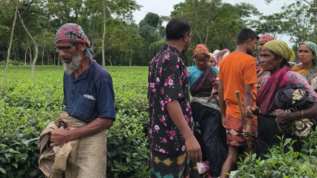 পঞ্চগড়ে মাইকিং করে চা বাগান দখলচেষ্টার অভিযোগ