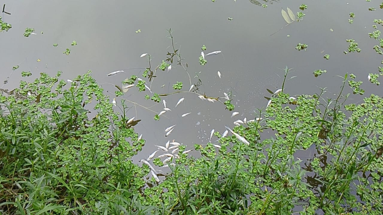 পীরগাছায় পুকুরে বিষাক্ত গ্যাস ট্যাবলেট, ১০ মণ মাছ নিধনের অভিযোগ
