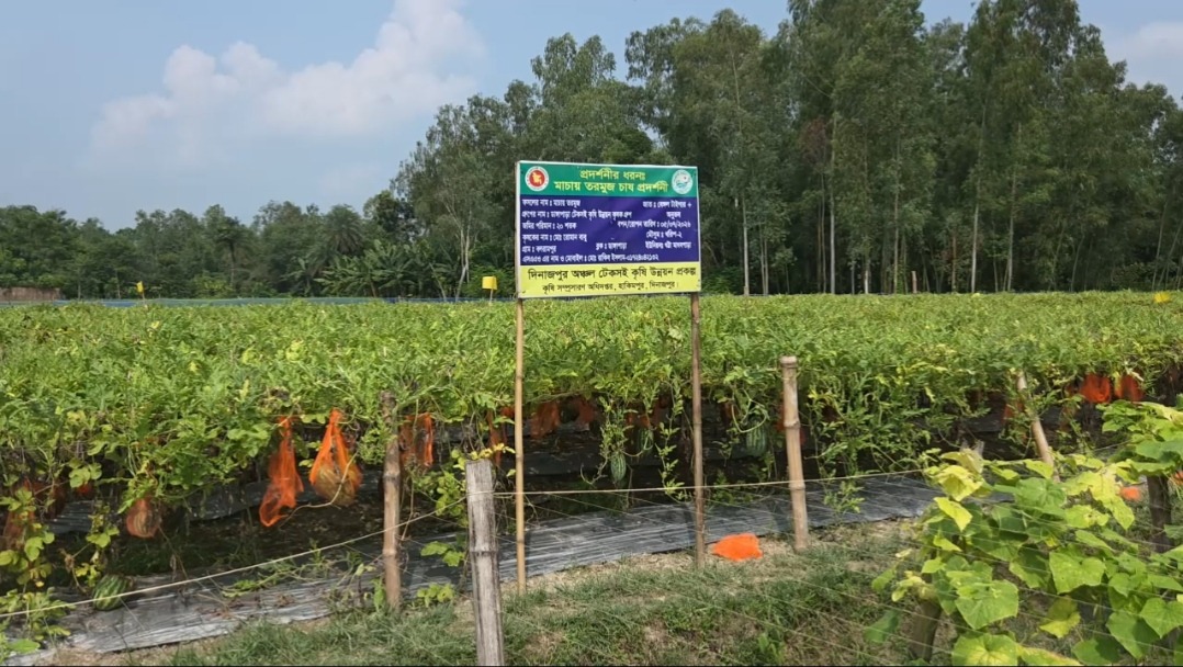 হিলিতে মাচায় অসময়ের তরমুজ, খুশি কৃষক