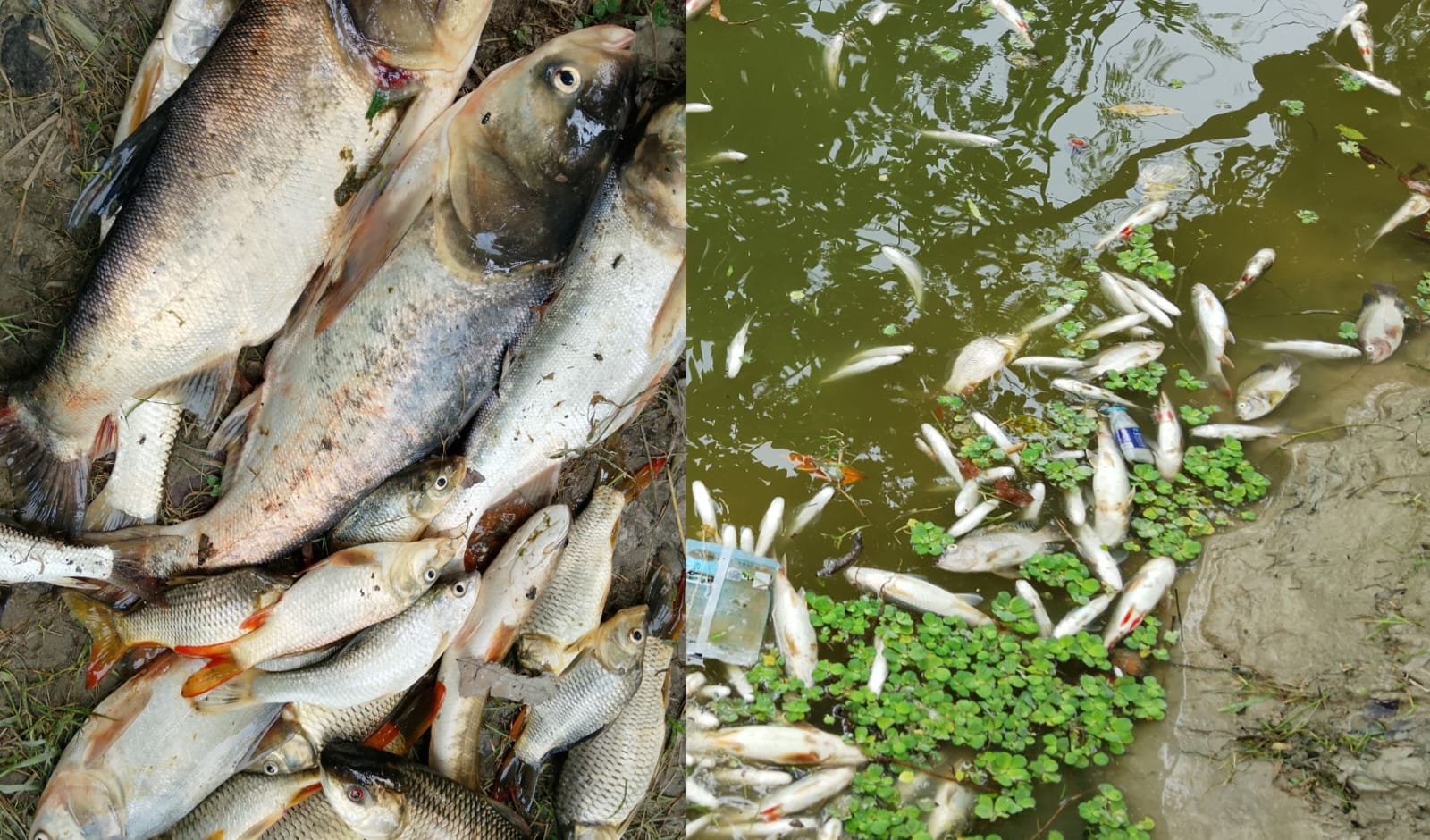পীরগাছায় পুকুরে বিষাক্ত গ্যাস ট্যাবলেট,১৫ মণ মাছ নিধনের অভিযোগ