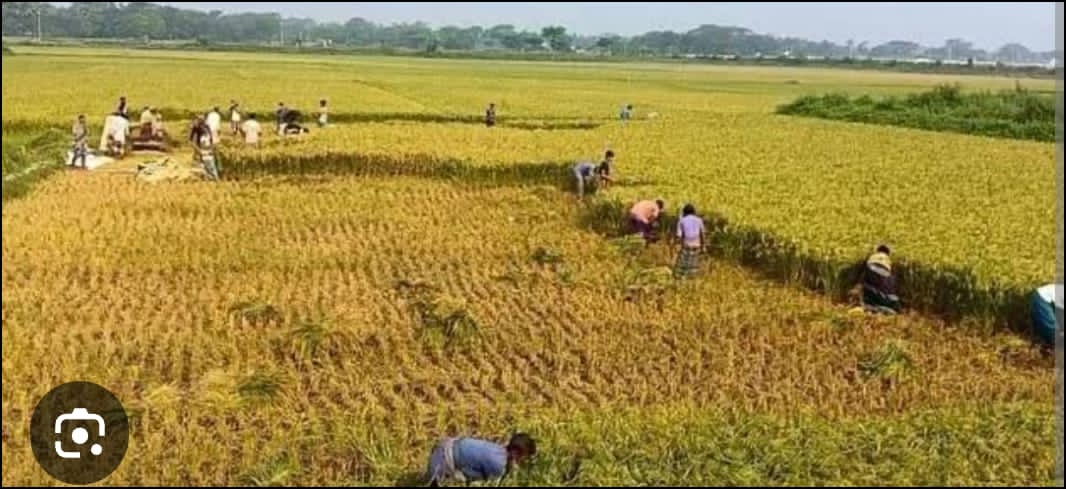 ঘোড়াঘাটে আগাম জাতের ধান কাটা শুরু