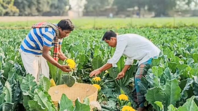 বীরগঞ্জে রঙিন ফুলকপি চাষে কৃষকের বাজিমাত